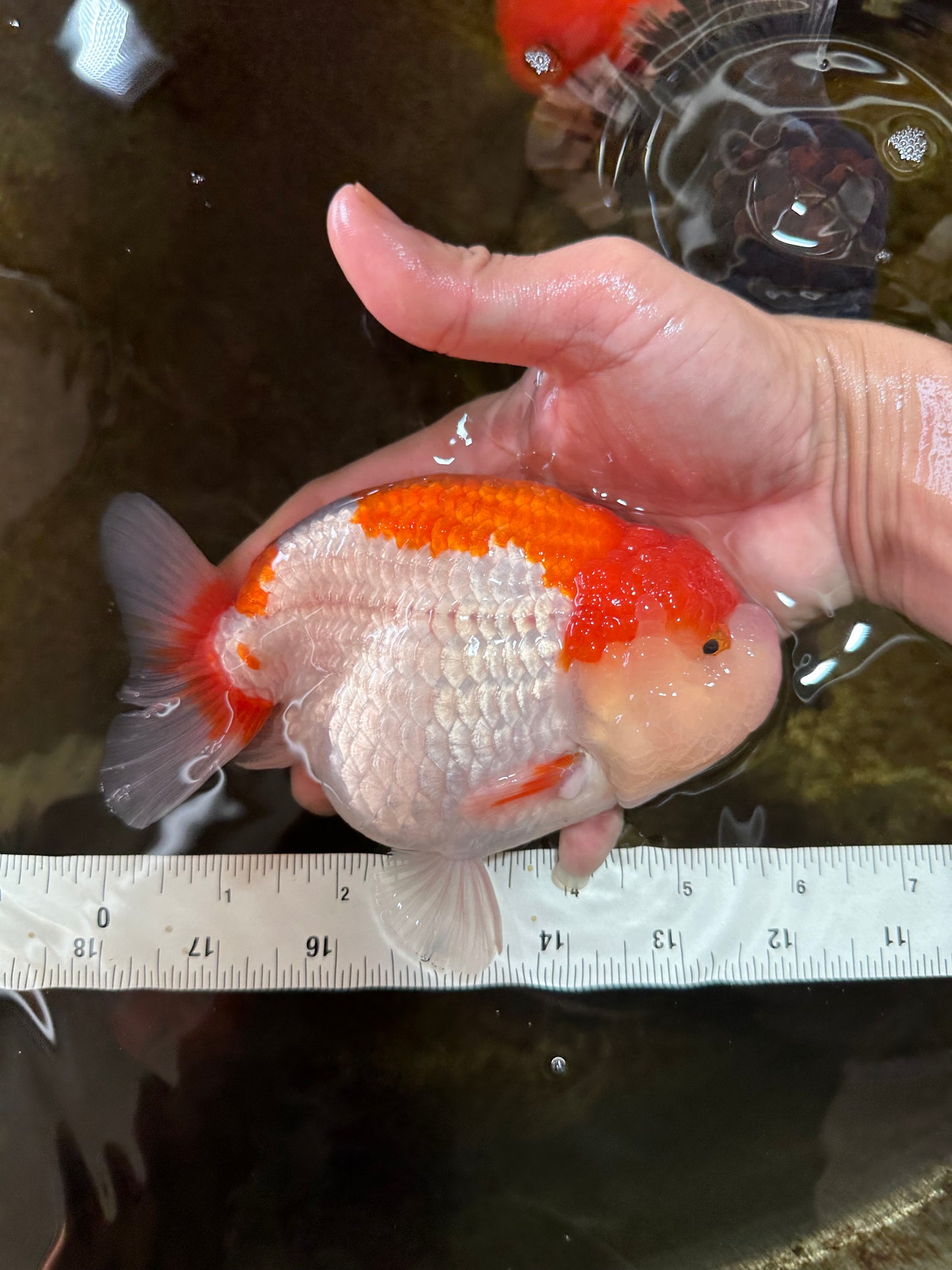 AAA Grade Red White LionKing 5.5-6 inches #081525LC_01