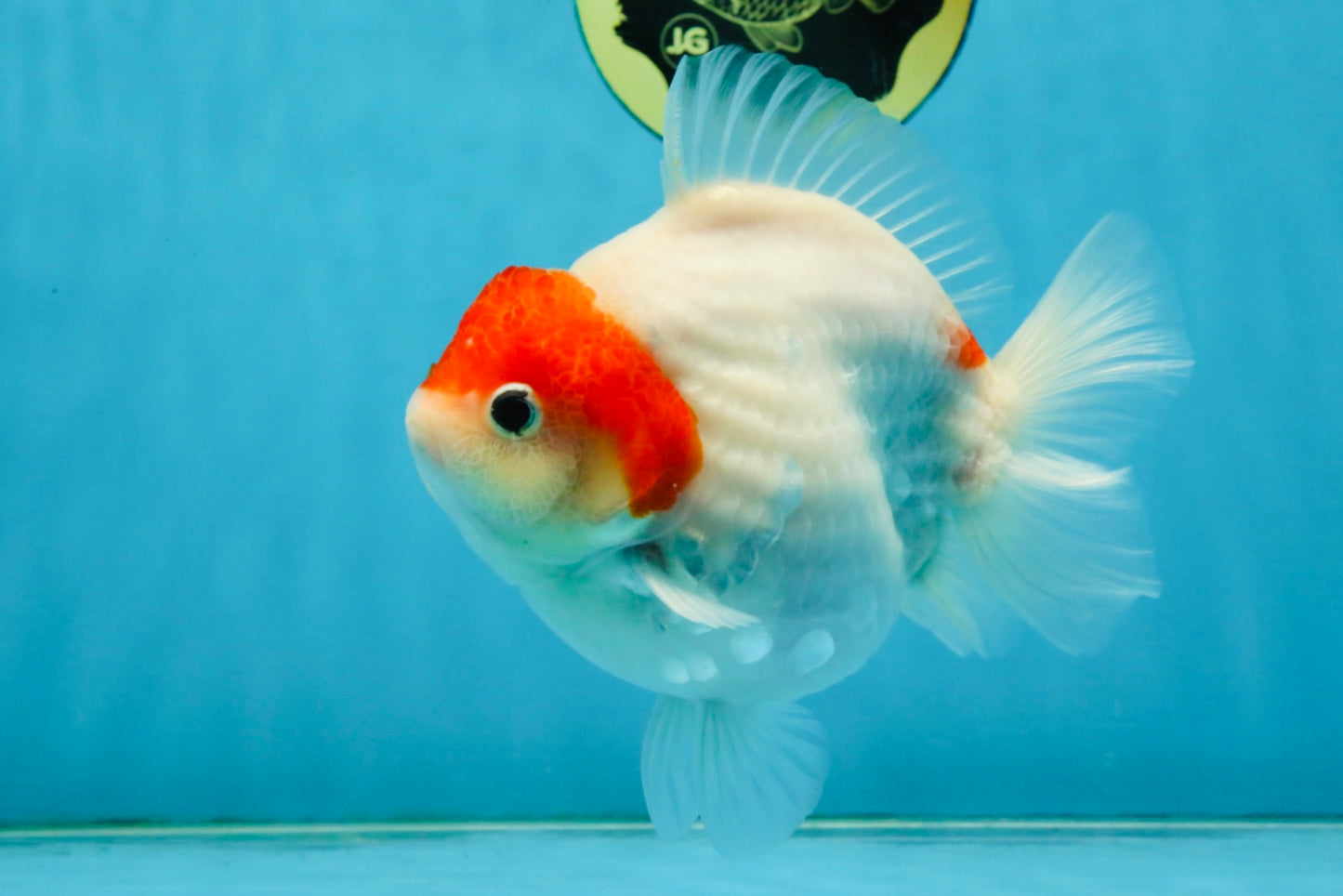 MARIO AAA Grade Red White Yuanbao Female 5 inches #121225YB_02