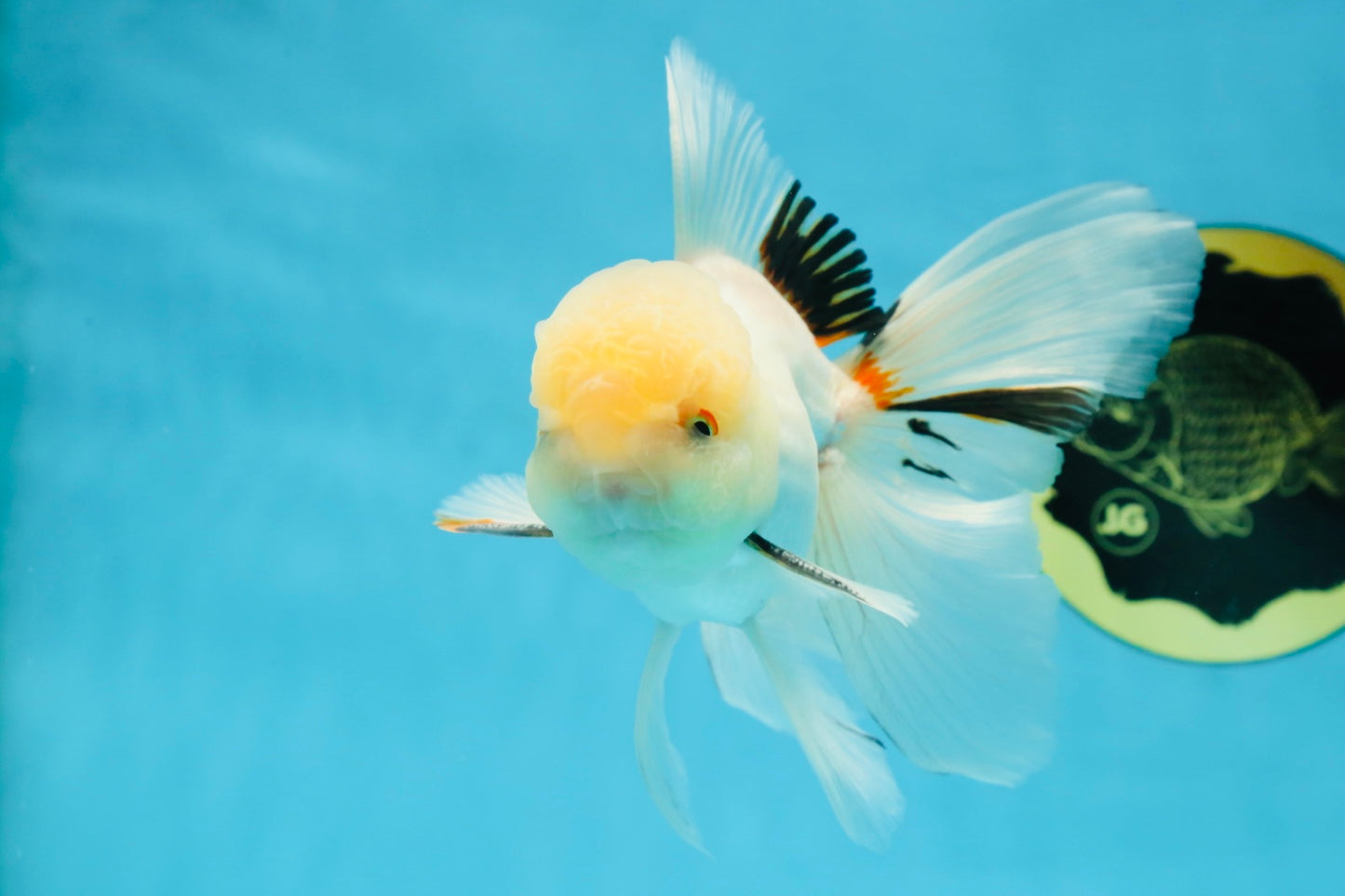 A Grade White Oranda Male 5.5 inches #052325OR_02