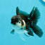 Panda Oranda Male 3-3.5 inches #1004OR_30