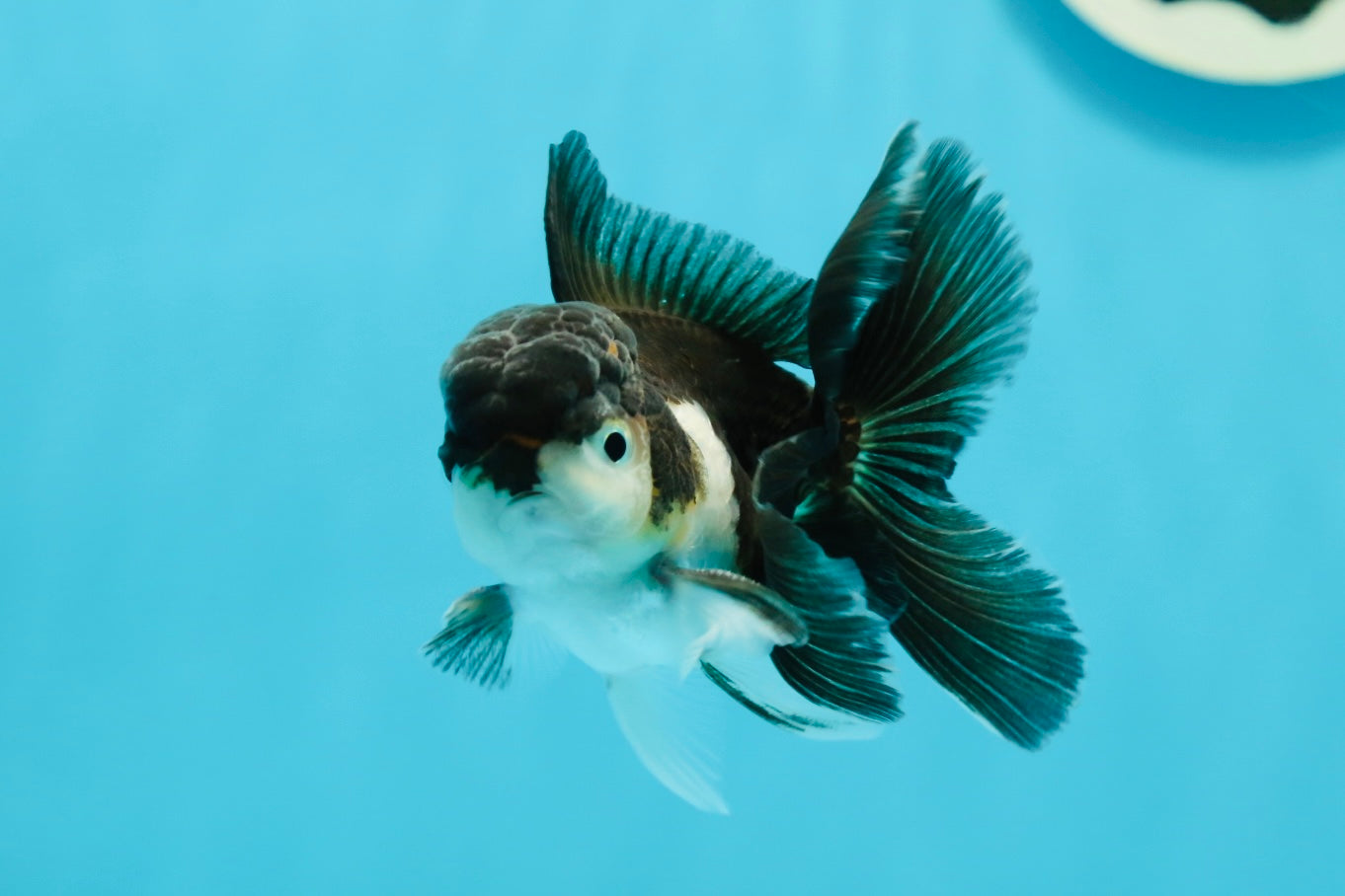 Panda Oranda Male 3-3.5 inches #1004OR_30