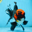 AAA Grade LAVA Tricolor Oranda Male 6 inches #090525OR_12