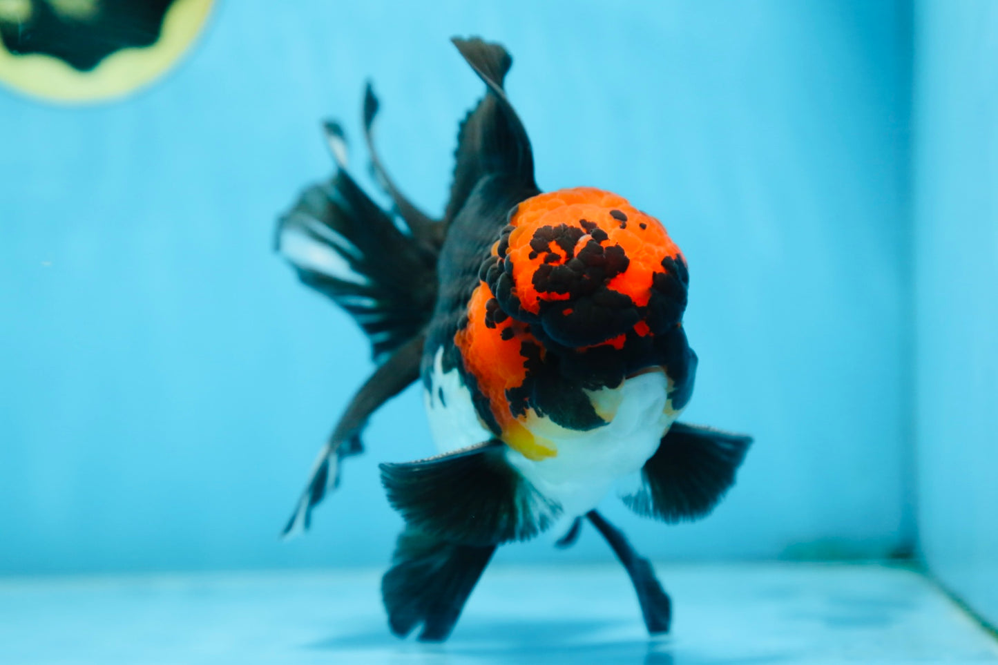 AAA Grade LAVA Tricolor Oranda Male 6 inches #090525OR_12