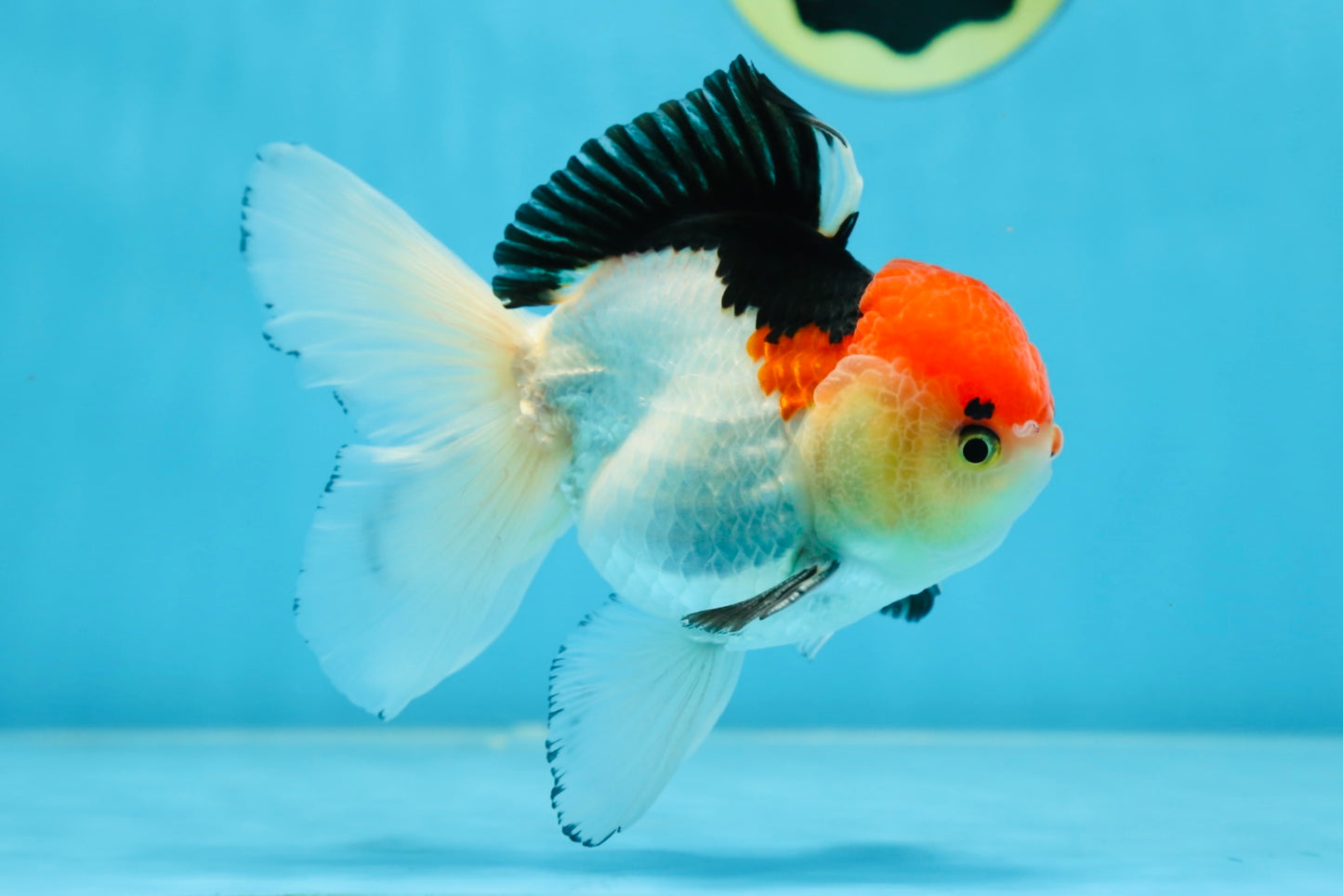 A Grade Tricolor Oranda Male 5 inches #080825OR_01