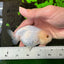 White Lionchu Female 4 inches #0927LC_18