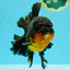 CHUNKY AAA Grade Godzilla Apache Oranda Male 6.5 inches #031326OR_02