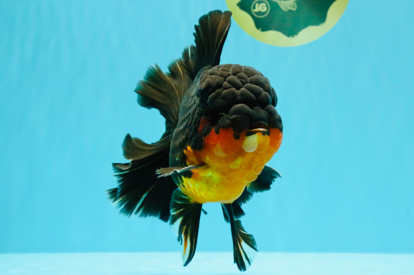 CHUNKY AAA Grade Godzilla Apache Oranda Male 6.5 inches #031326OR_02