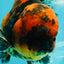 Tiger Oranda Male 6.5 inches #081426OR_02
