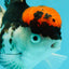 A Grade Red Head Tricolor Oranda Female 5 inches #112224OR_16