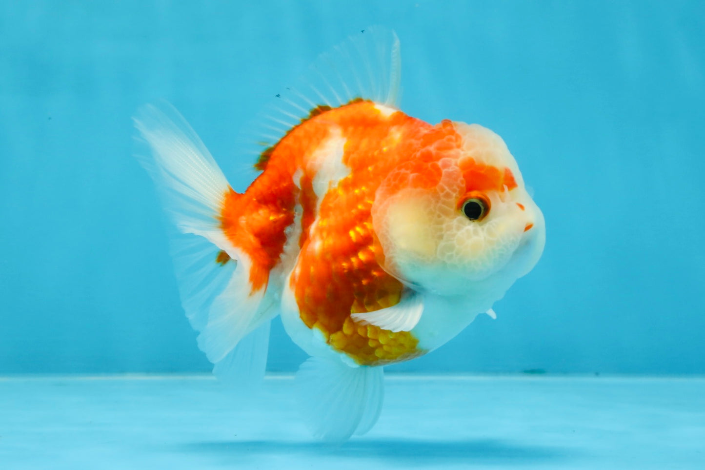 A Grade Sakura Yuanbao Female 4 inches #103125YB_06