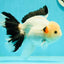 A Grade Unique Mark Panda Oranda Male 6 inches #102524OR_11