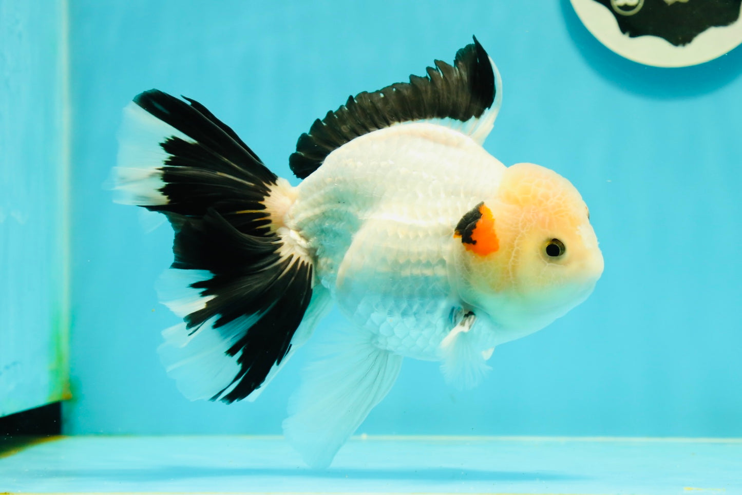 A Grade Unique Mark Panda Oranda Male 6 inches #102524OR_11