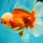 FLUFFY AAA Grade Red White Oranda Male 7.5 inches #080726OR_03