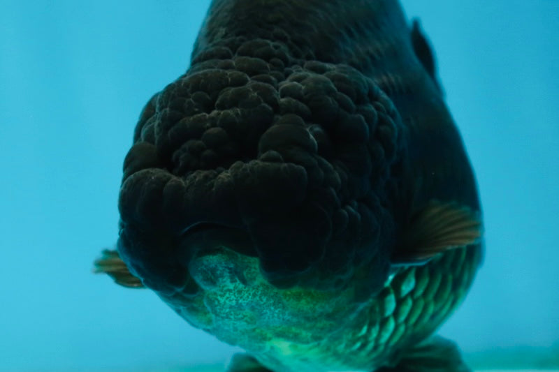 AAA Grade Black LionQueen 5 inches #062725LC_05