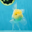 A Grade White Oranda Male 5 inches #060625OR_22