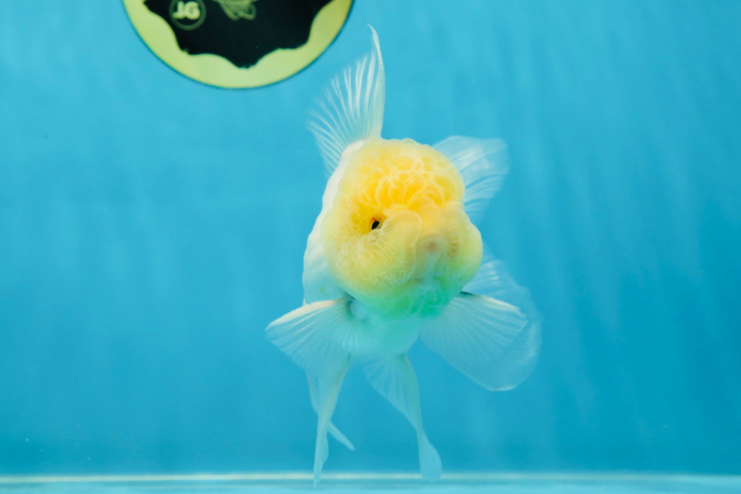 A Grade White Oranda Male 5 inches #060625OR_22