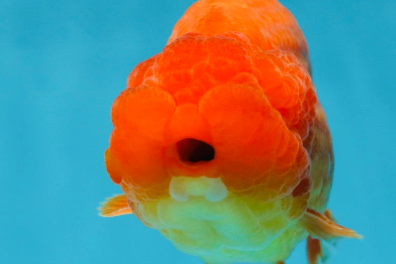 AAA Grade Solid Red LionKing 4.5  inches #052325LC_21