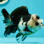 Witch Panda Pompom Button Eyes Oranda Male 4.5-5 inches #110124OR_22