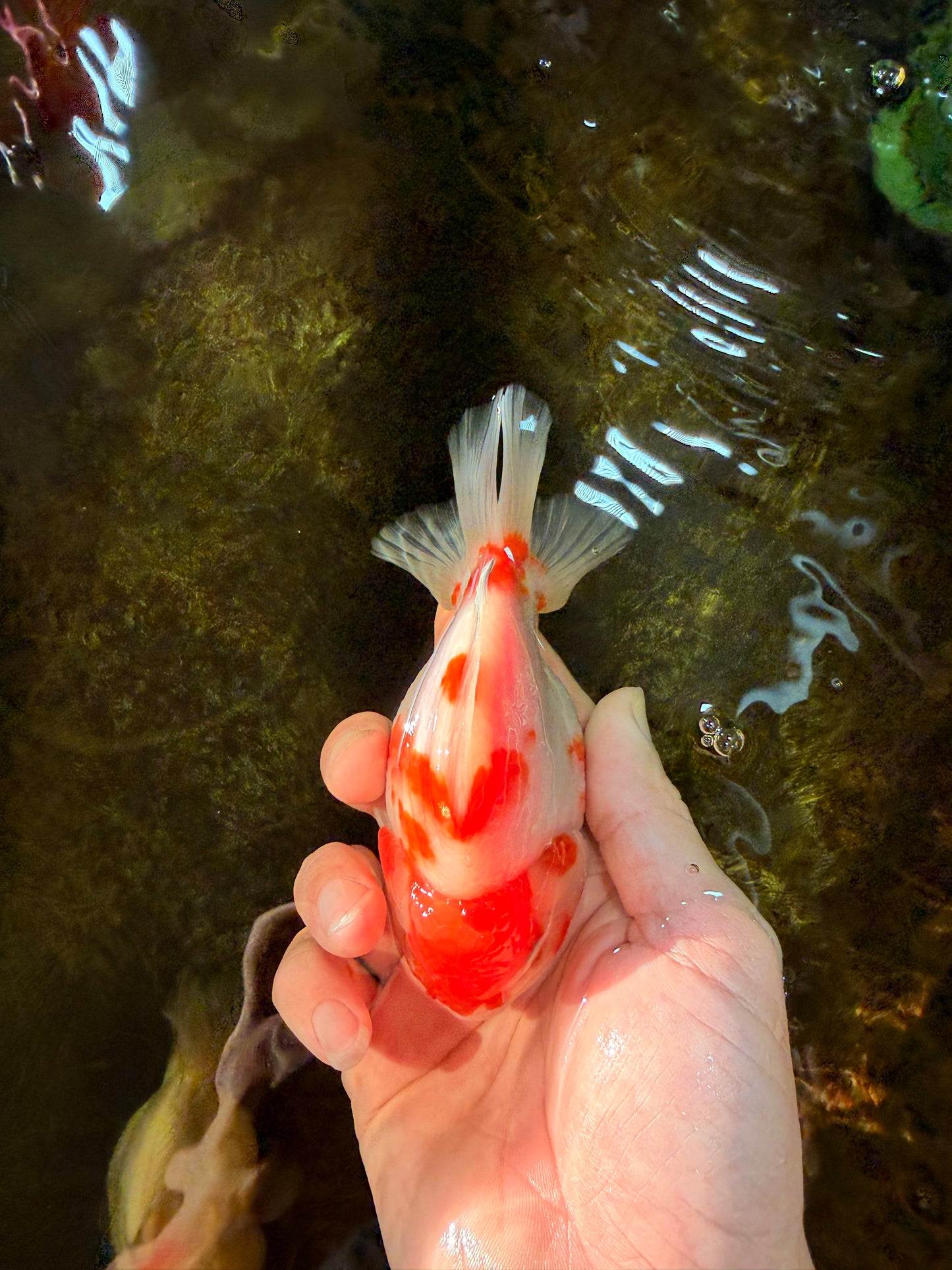 A Grade Young Godzilla Kohaku Sakura Yuanbao Male 4.5 inches #101725YB_28