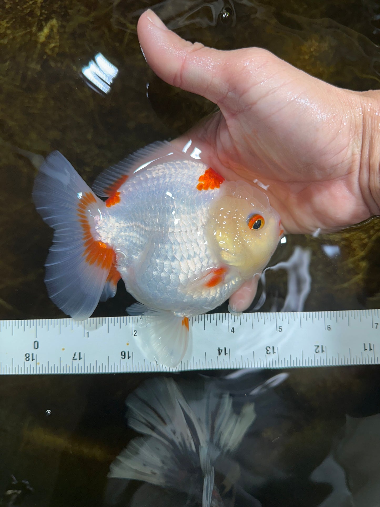 A Grade SUPER CUTE Red White Yuanbao Male 5 inches #090525YB_06