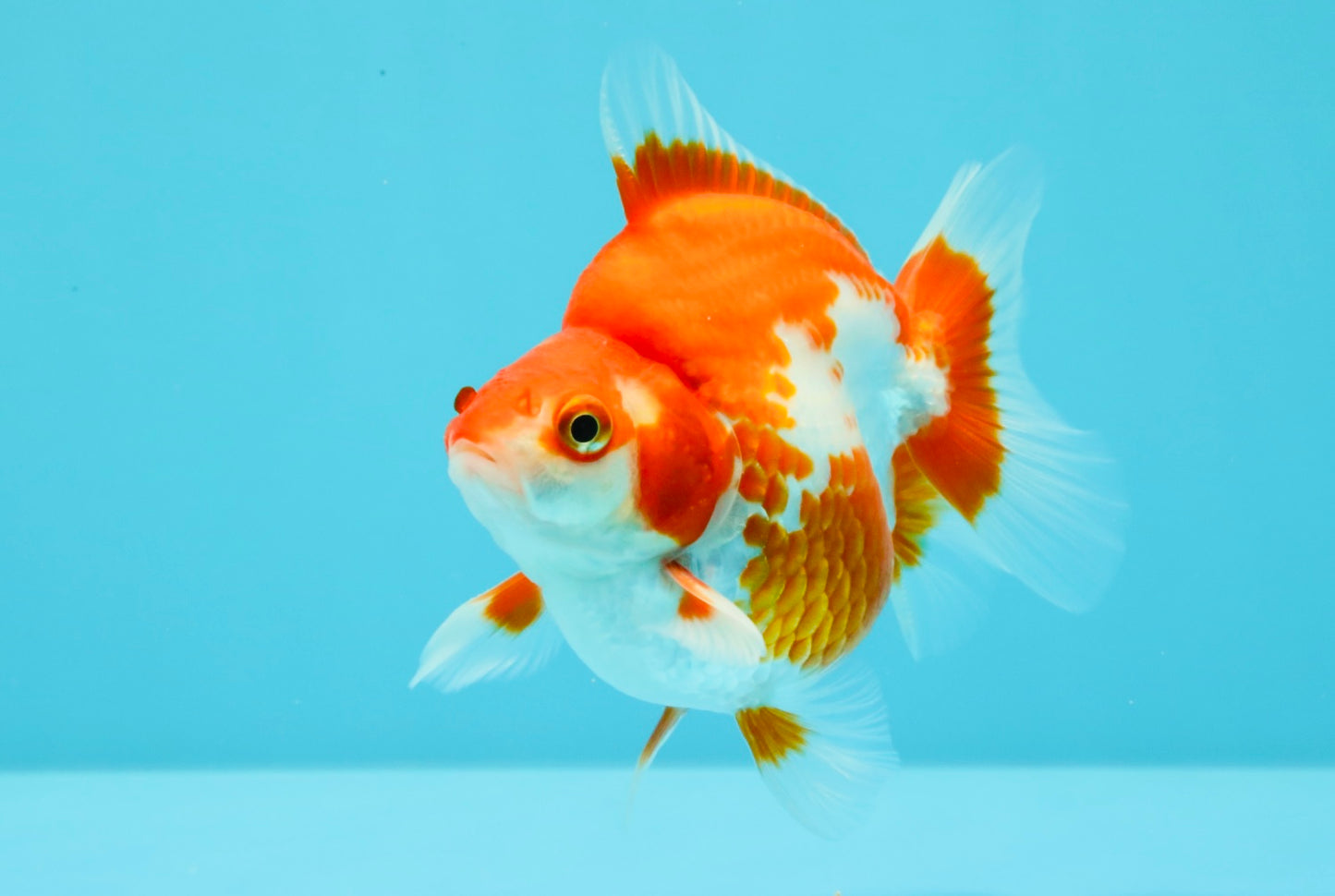 AAA Grade Red White Ryukin Male 4 inches #031326RK_30