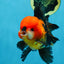 A Grade SUPER CUTE Apache Oranda Male 5.5 inches #072525OR_11