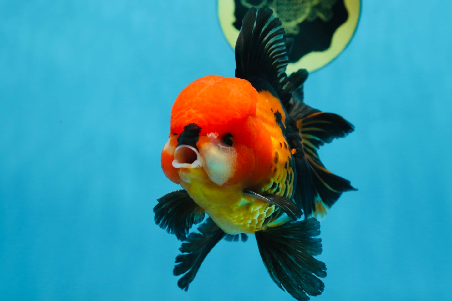 A Grade SUPER CUTE Apache Oranda Male 5.5 inches #072525OR_11