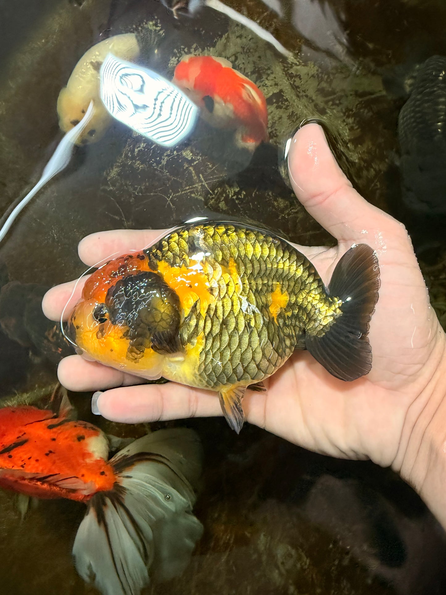 A Grade Chinese Apache Ranchu 4.5-5 inches #110725RC_12
