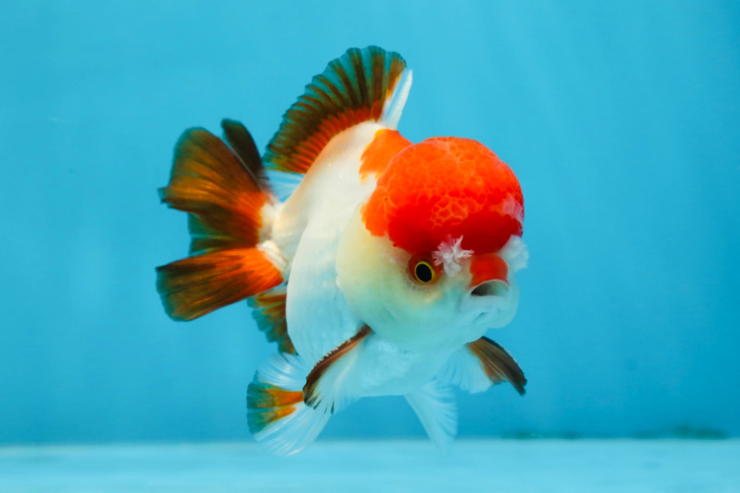 A Grade Pompom Tricolor Yuanbao Male 4 inches #071125YB_17