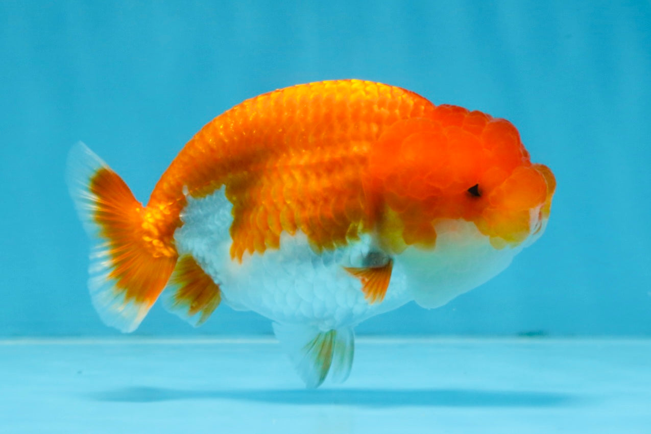 AAA Grade Red White LionQueen 4 inches #103125LC_22