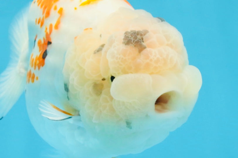 A Grade Sakura LionQueen 5.5 inches #110725LC_11