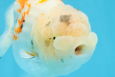 A Grade Sakura LionQueen 5.5 inches #110725LC_11