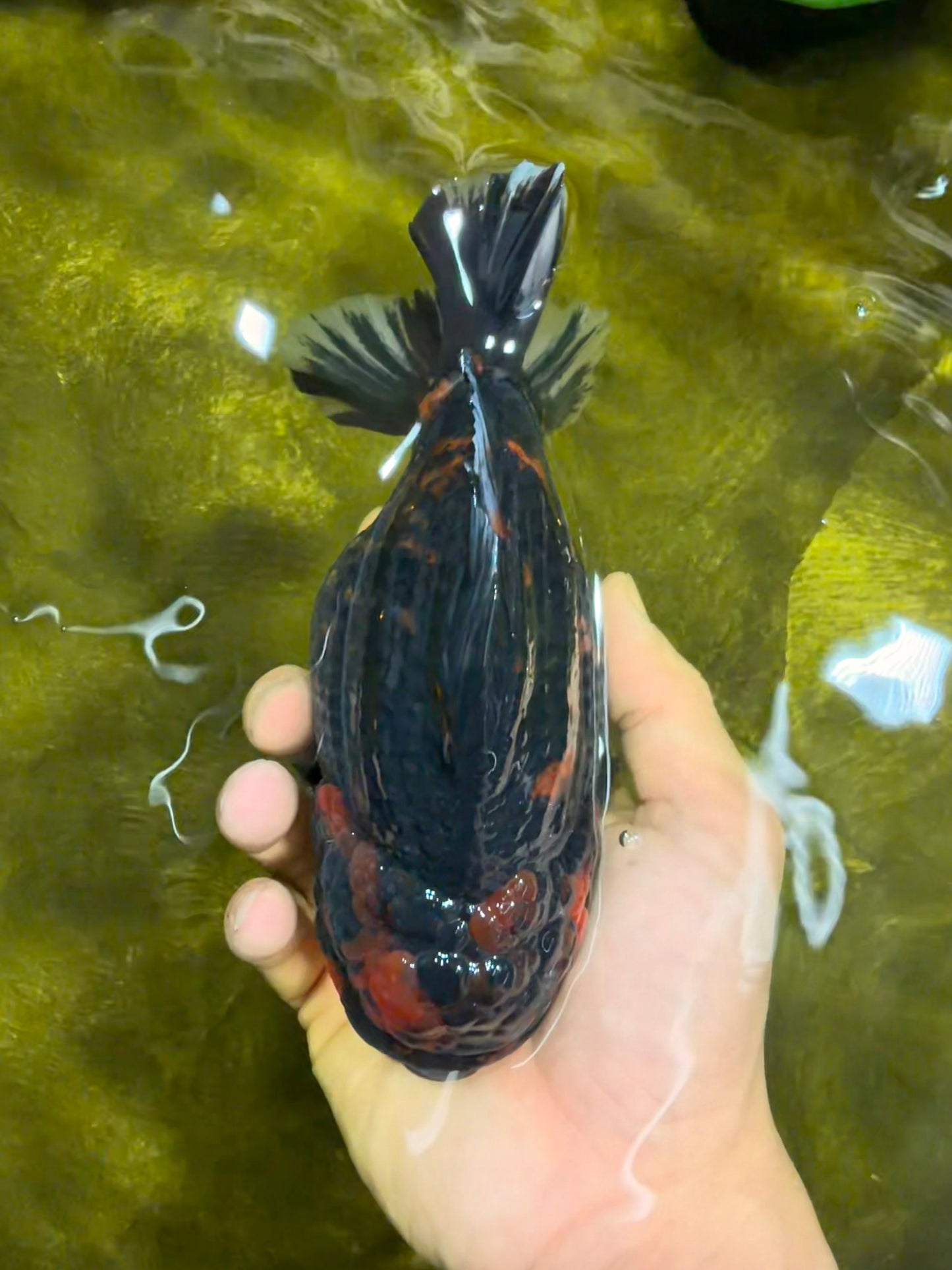 SUPER AAA Grade Godzilla Tiger Yuanbao Male 6 inches #022026YB_02