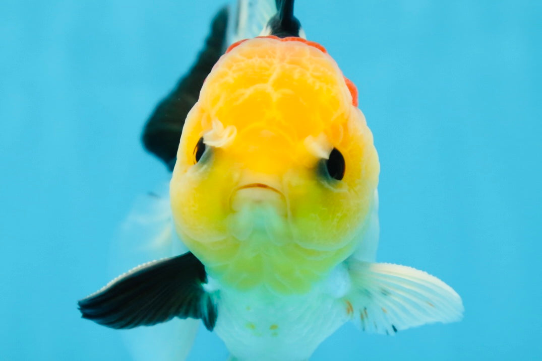 AAA Grade Special Tricolor Button Eyes Oranda Male 5 inches #080825OR_03