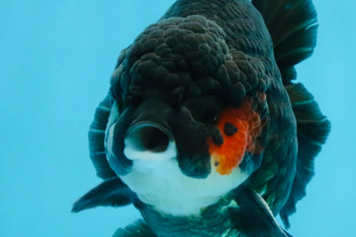 BATMAN A Grade Tricolor Yuanbao Male 5 inches #110725YB_08