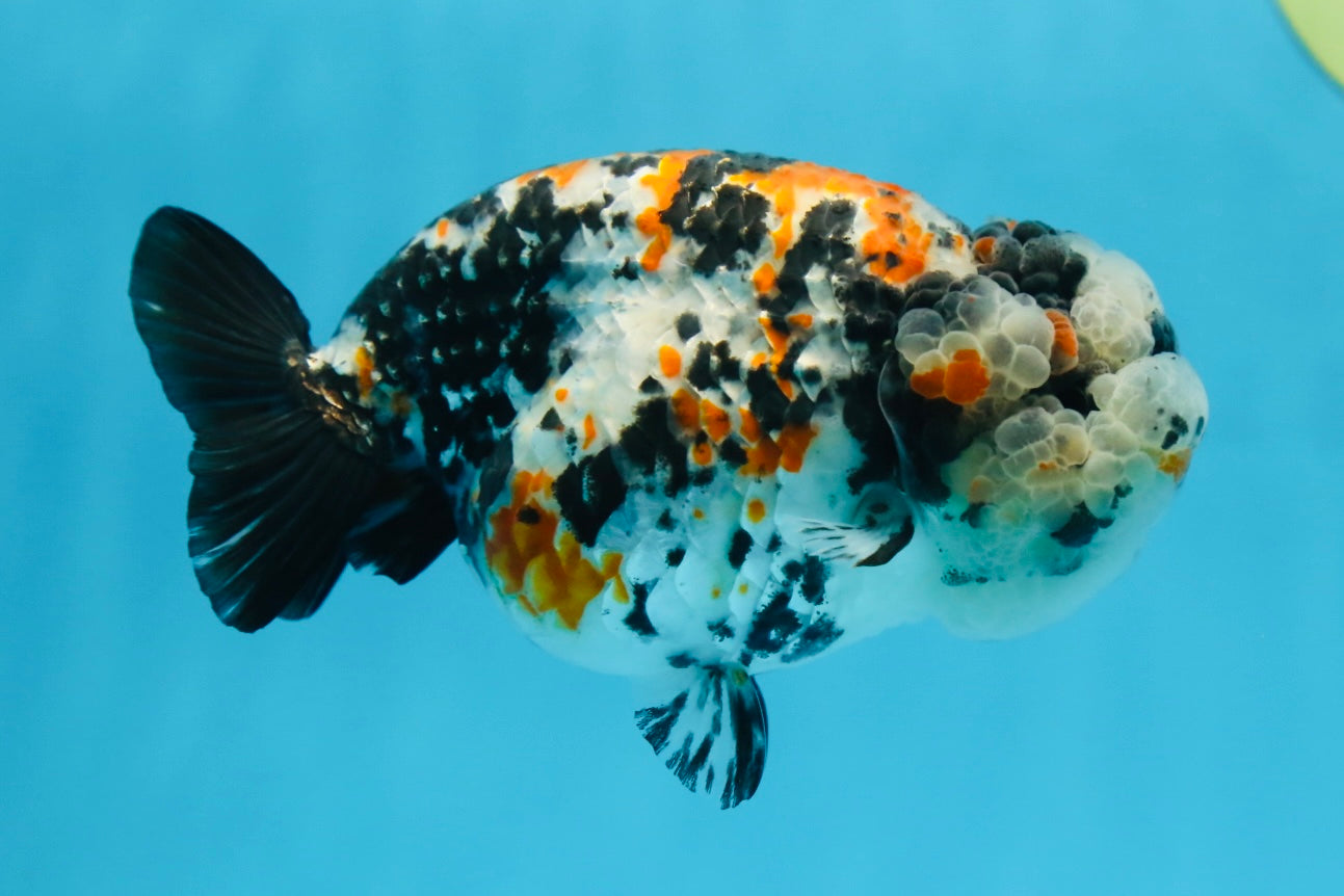 RARE AAA Grade Special Tricolor Tiger LionQueen 4.5-5 inches #082225LC_02