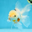 A Grade Tricolor Oranda Male 5.5 inches #070425OR_15
