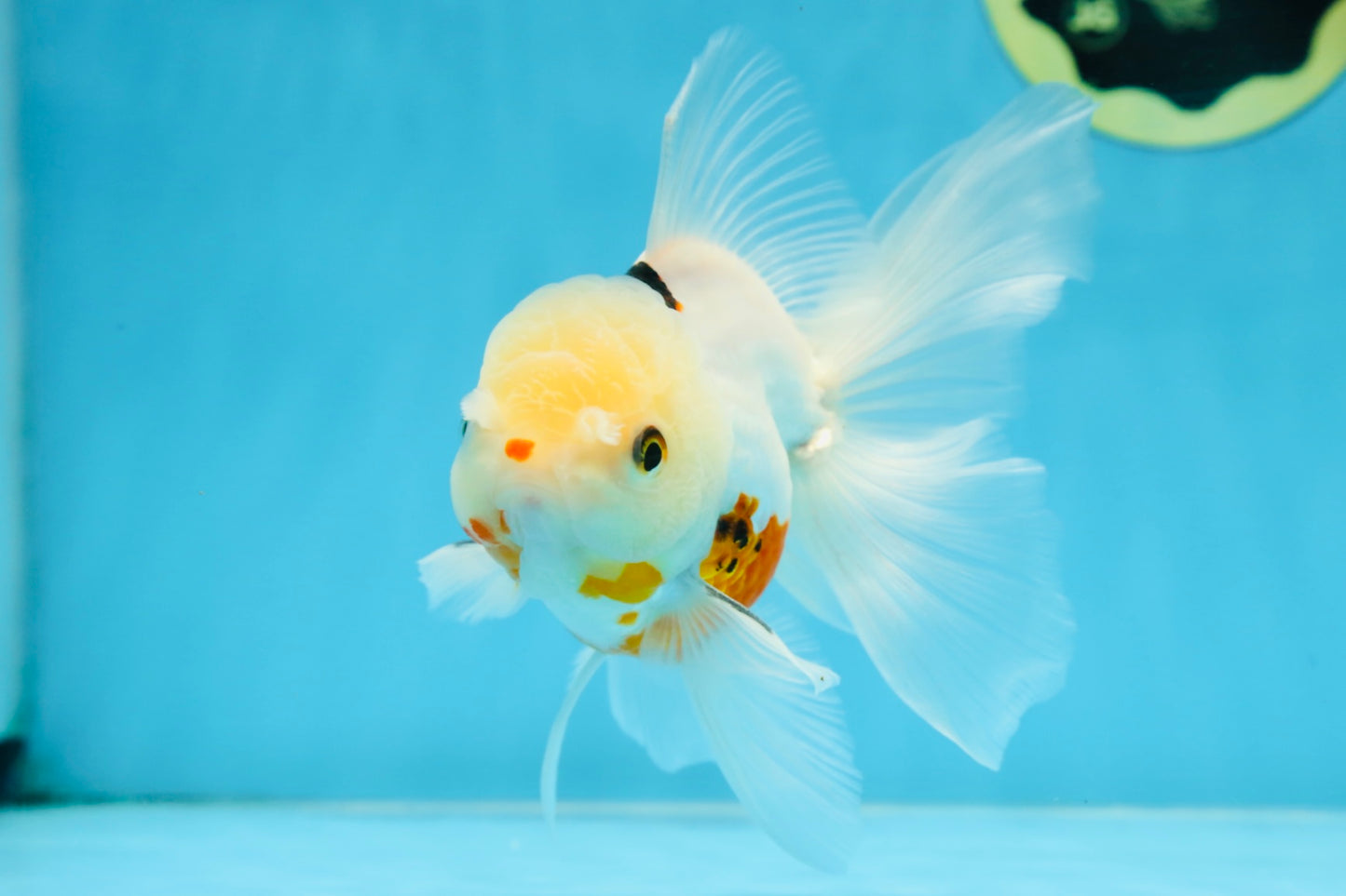 A Grade Tricolor Oranda Male 5.5 inches #070425OR_15