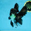 A Grade Black Oranda Male 5.5-6 inches #071125OR_13
