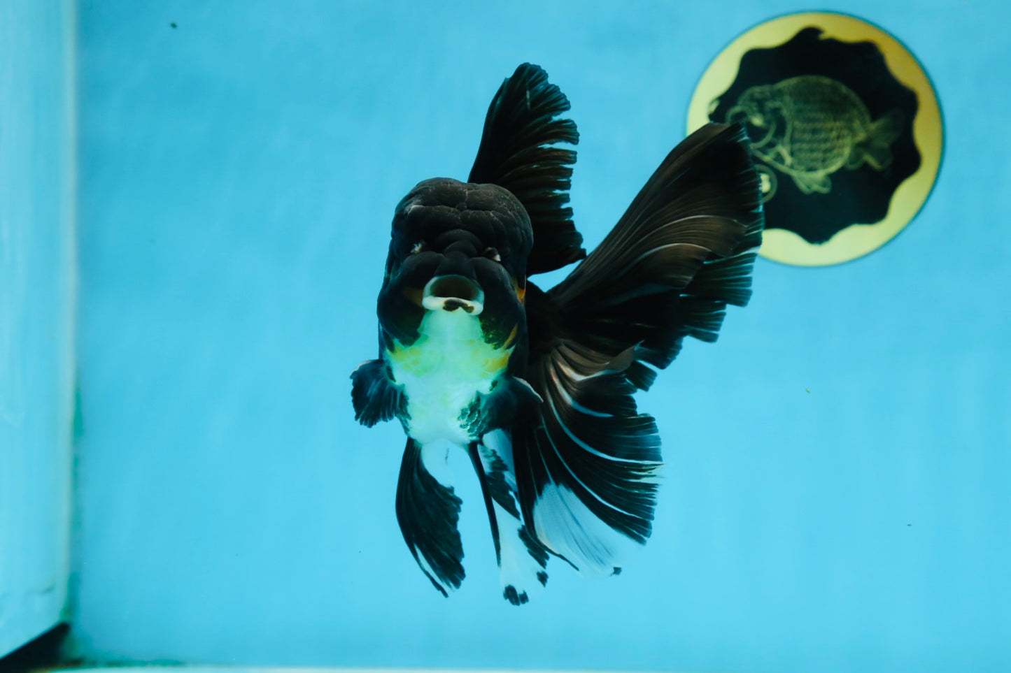 A Grade Black Oranda Male 5.5-6 inches #071125OR_13