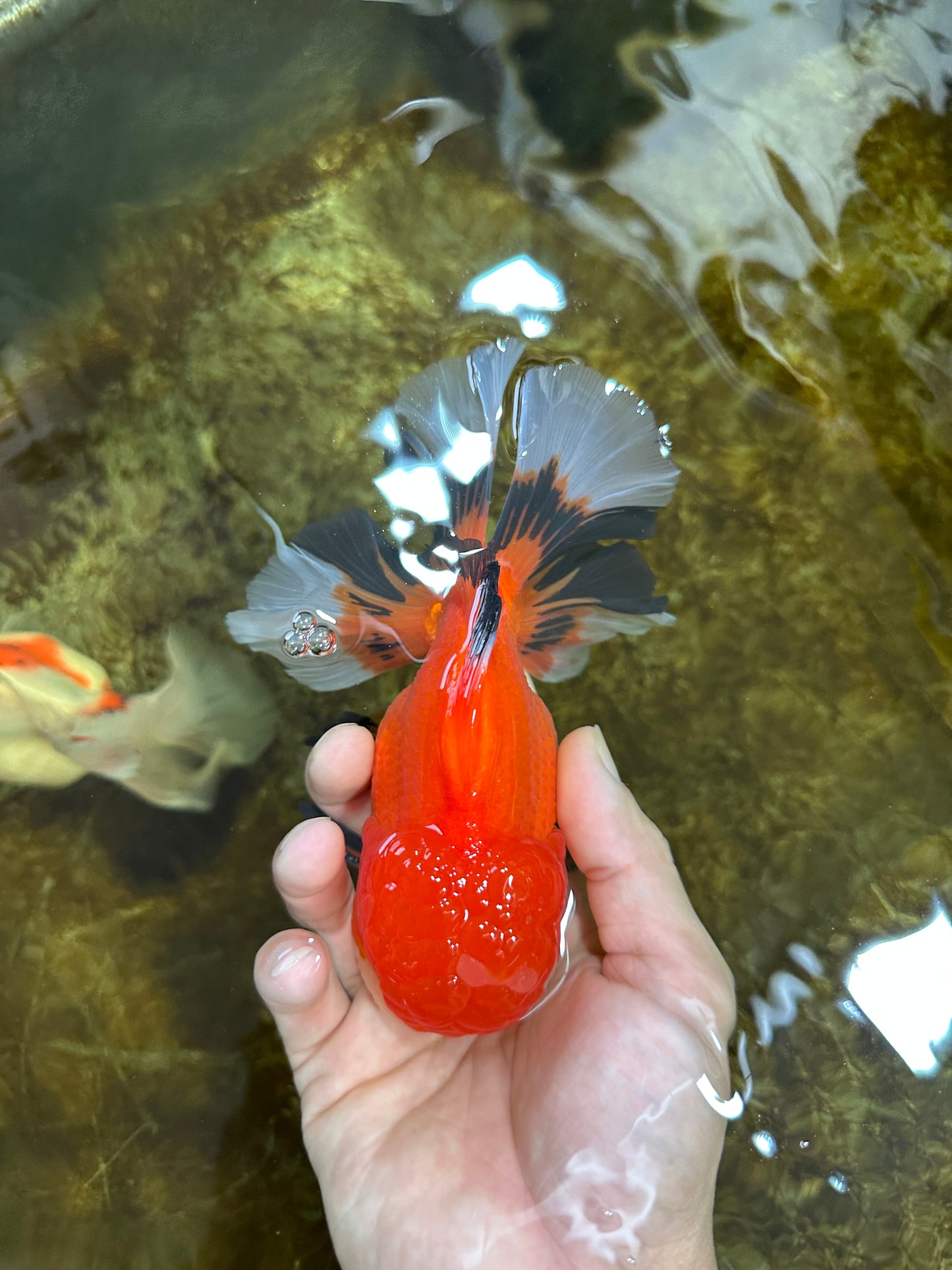 AAA Grade CHUBBY CHEEK Apache Oranda Male 5.5-6 inches #080825OR_19