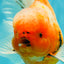 CHONKY A Grade Sakura Oranda Male 6 inches #070626OR_13