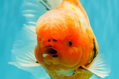 CHONKY A Grade Sakura Oranda Male 6 inches #070326OR_13