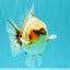 Calico Yuanbao Male 4.5-5 inches #071026YB_13
