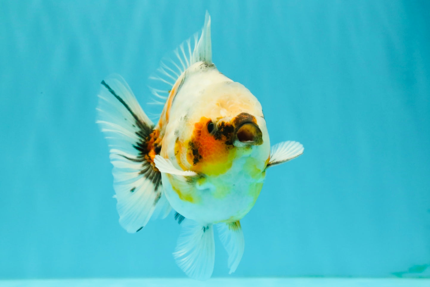Calico Yuanbao Male 4.5-5 inches #071026YB_13