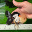 AAA Grade Tricolor Oranda Male 4.5 inches #0927OR_21