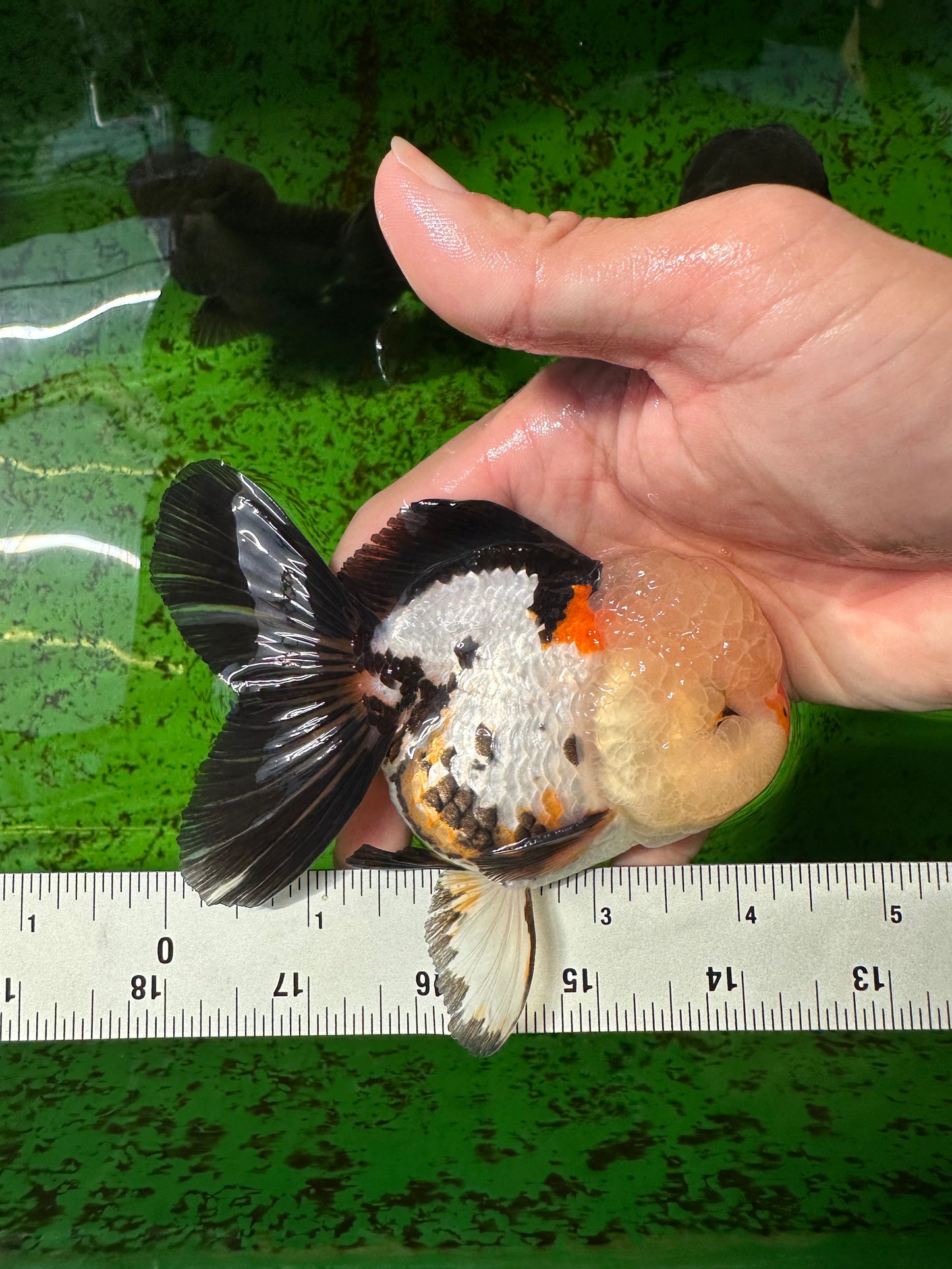 AAA Grade Tricolor Oranda Male 4.5 inches #0927OR_21