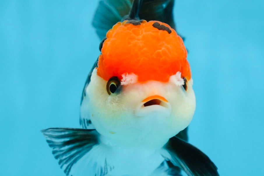 A Grade Tricolor Oranda Female 5.5-6 inches #081525OR_18