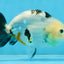 A Grade Calico Chinese Ranchu Female 4.5-5 inches #112125RC_16