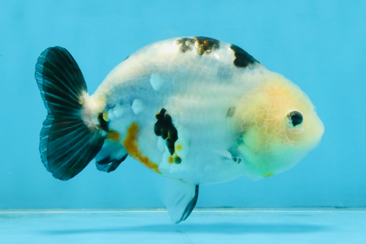 A Grade Calico Chinese Ranchu Female 4.5-5 inches #112125RC_16